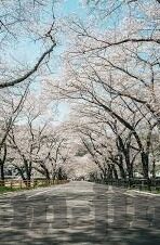 糖心app安卓版免费-解锁娱乐新体验，探索糖心app安卓版免费版